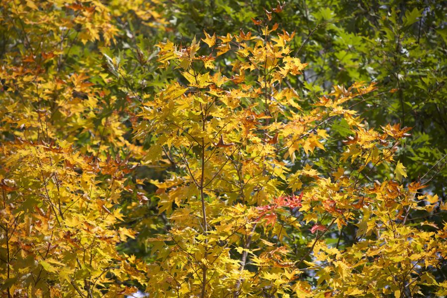 Herbstlaub, gelbliche Blätter, Blatt, Herbst, Herbst, Laub, Laub