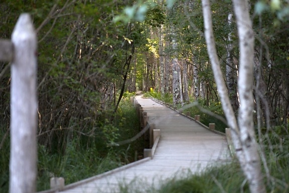 wooden bridge, national park, nature, landscape, hiking, trees
