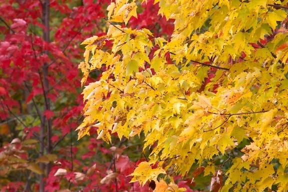 høsten blader, gulaktig blader, røde trær, løvverk, høsten, høsten, blader, trær