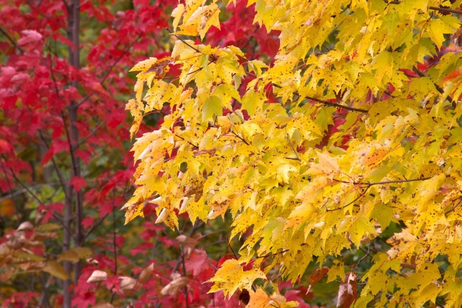 jesenné lístie, žltkasté listy, červené stromy, lístie, jeseň, jeseň, listy, stromy