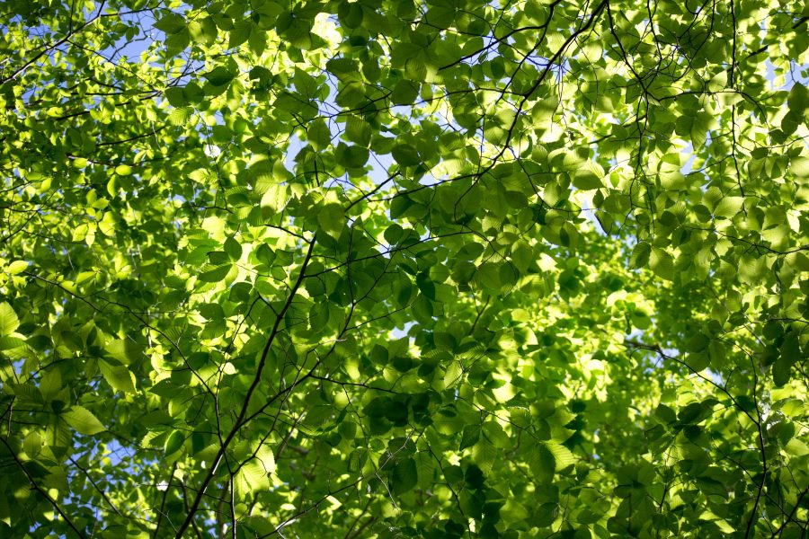 texture, la nature, les feuilles, les arbres, la lumière du soleil