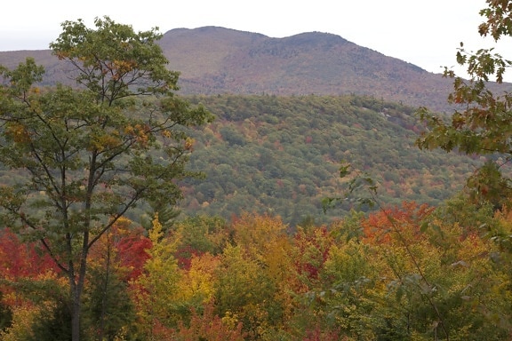 efterår, natural park, blade, træer, bjerge