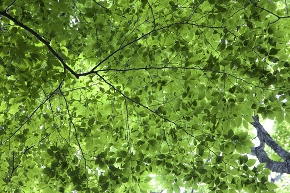 leaves texture, green leaves, foliage, trees, leaves
