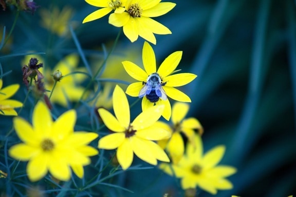 ผึ้ง แมลง ผึ้ง แมโคร กลีบดอกสีเหลือง ฤดูร้อน