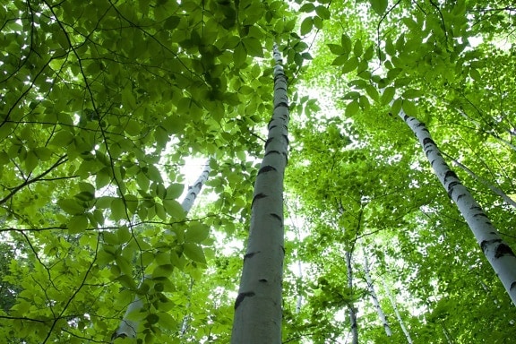 Birken, Birkenwald, Birke, grüne Blätter