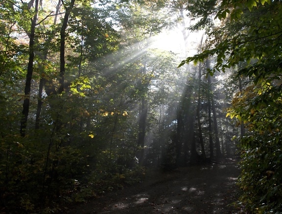 forest, sunrays, summer time, trees, sunlight, trail, summer