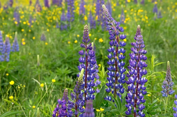 фиолетовые полевые цветы, дикие цветы люпина, высокая трава