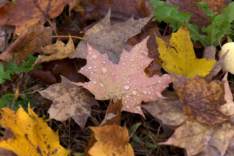露水滴, 水滴, 雨, 自然, 秋天, 秋天, 树叶, 树叶, 水