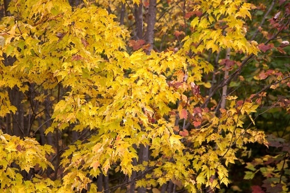 folhagem de outono, folhas amarelas, deixa
