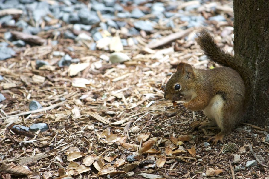 söpö orava squirrel eläinten