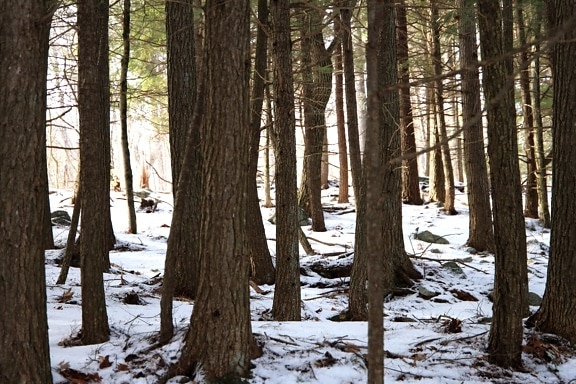 lesa, Zimná sezóna, snovy stromy, zima, stromy, sneh