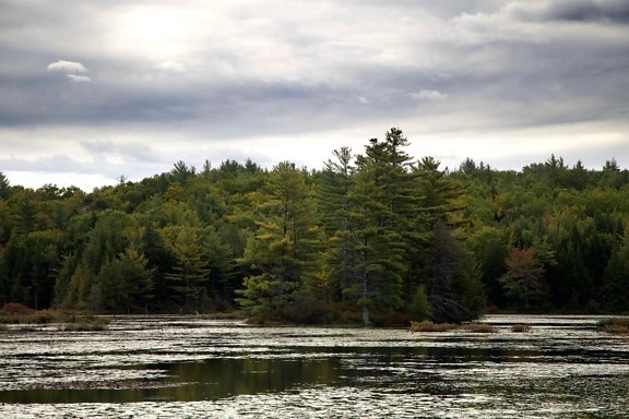 lake, forest, gray clouds, sky, trees, water, clouds