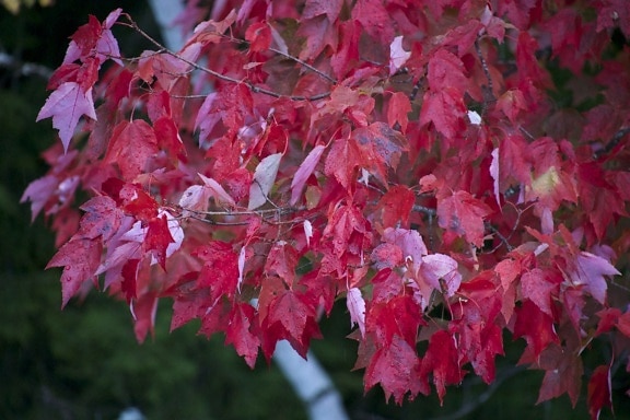 Free Picture Texture Nature Leaves Trees Sunlight 3060