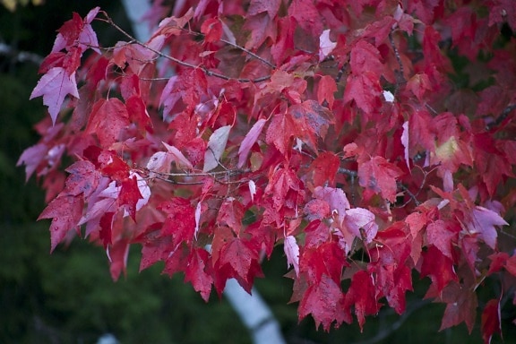 feuilles rougeâtres, feuille rouge, arbre ,, automne, feuillage, automne, feuilles, arbres