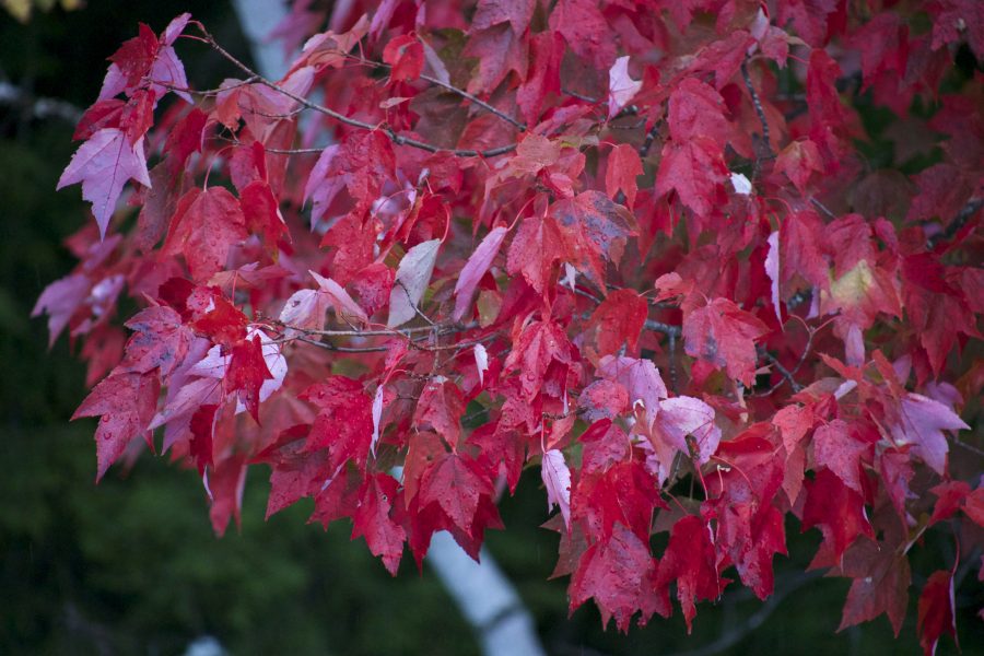 červenkasté listy, červeným listovým, strom,, jeseň, lístie, jeseň, listy, stromy