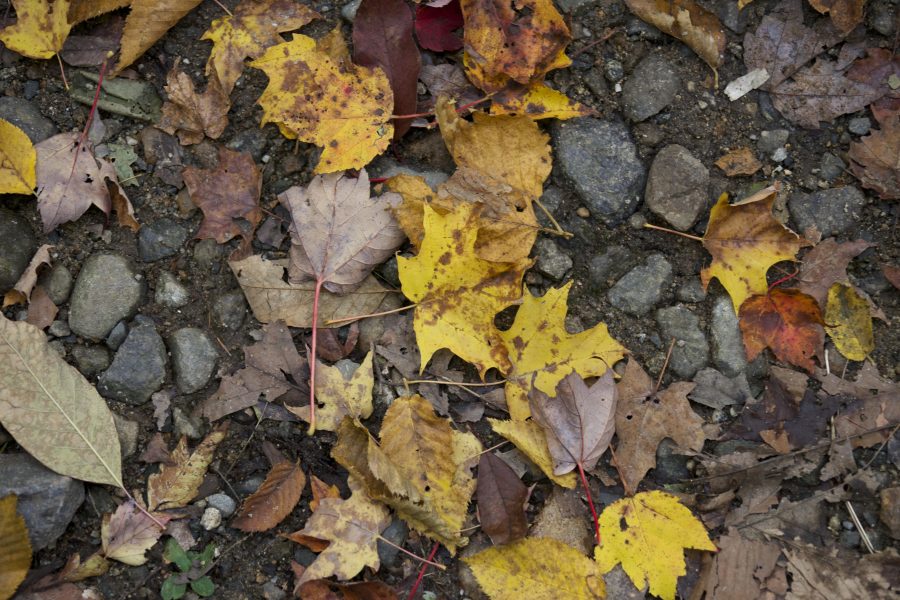 ground, leaf, autumn, fall, foliage, leaves, rocks