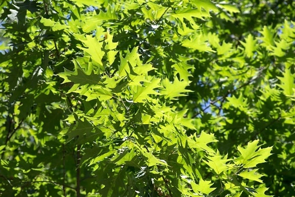 feuilles vertes, la texture, la nature, les feuilles, les arbres, l'été