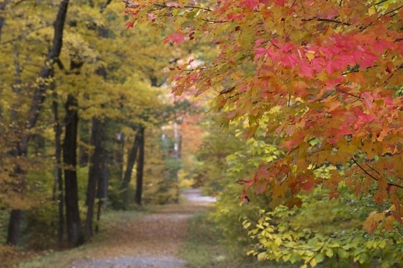 skovvejen, efterår, blade, efterår, blade, træer