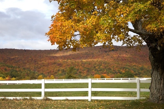 village, white fence, fall, foliage, autumn, leaves, trees