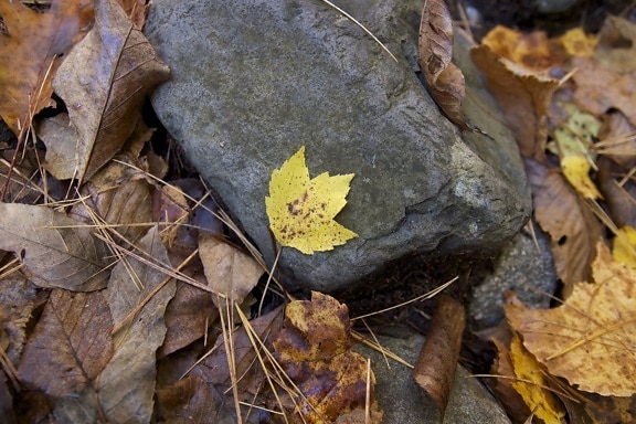 gray rock, leaves, october, autumn season, foliage, leaves, rocks