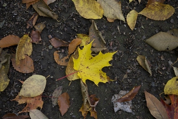 a terra, caduta, fogliame, autunno, foglie