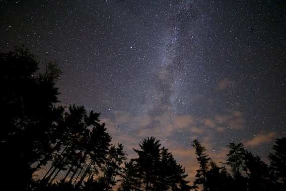 bosque, cielo nocturno, estrellas, noche, vía láctea, árboles
