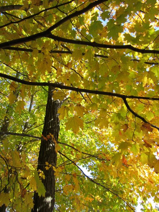 gule blade, blade, efterår, blade, træer