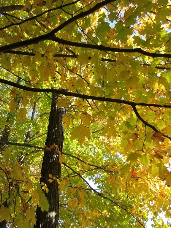 hojas de color amarillo, follaje, otoño, hojas, árboles