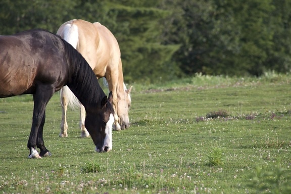two horses, domestic animals, farm animals, field, animals, horse, grass