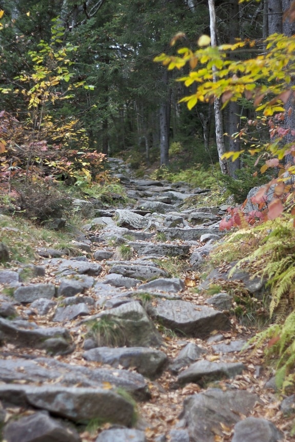 jalur berbatu, hutan trail, batu, pohon, jejak, hiking
