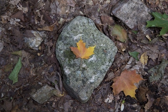 stor sten, textur, stenar, blad, höst, lövverk, hösten
