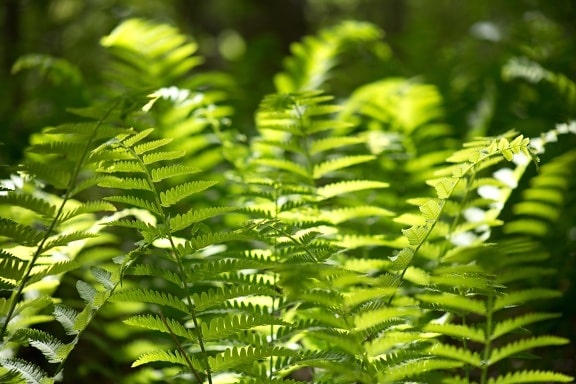 fern leaves, green fern plants, forest, woods