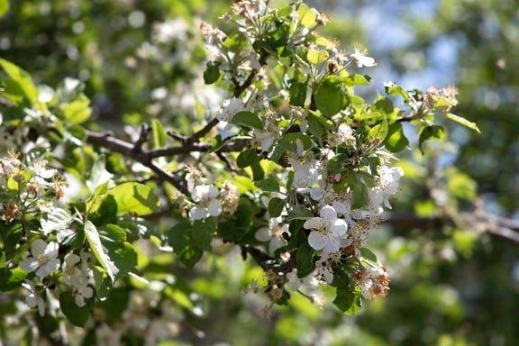 flowered tree, spring time, nature, flowers, trees
