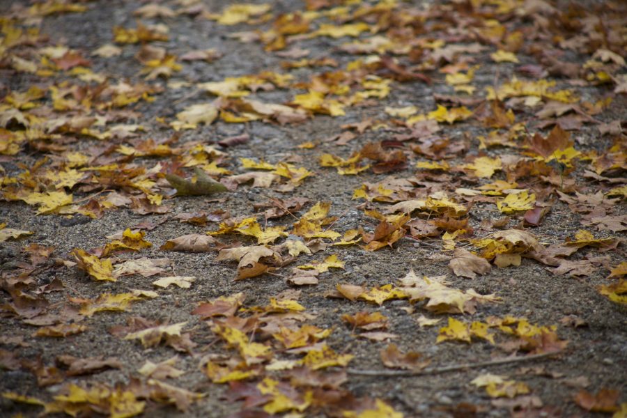 hojas, carreteras, primer, hojas de otoño