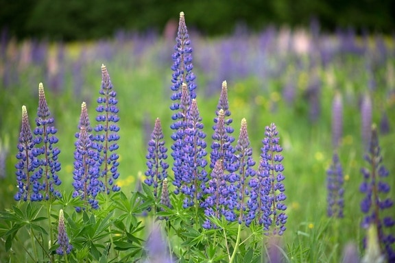 Lupineblume, lila Lupine, Natur, Sommer