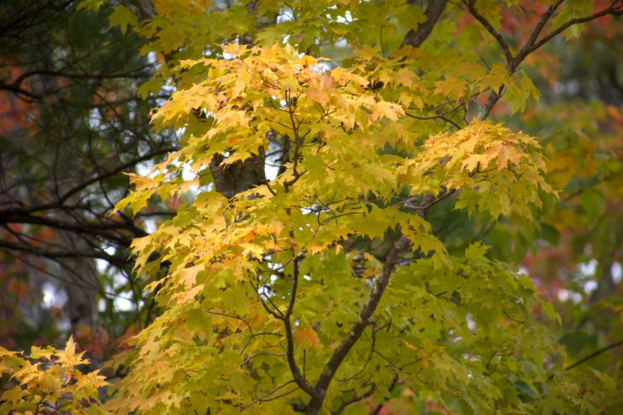 autums гора, зеленина, през есента, листа