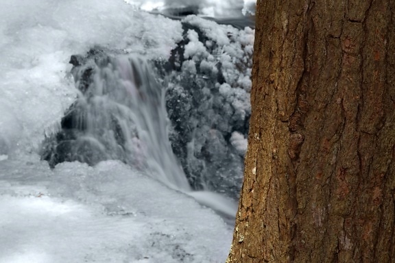frozen creek, frozen water, icy, frost, tree bark, winter, trees, ice