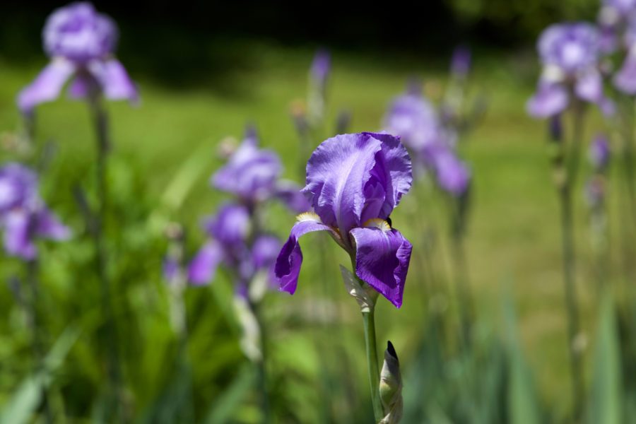 Meadows, hoa màu tím, mùa hè, cánh hoa