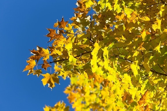 błękitne niebo, jesień, liście, liści, drzewa, niebo