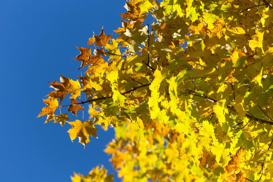 青い空、秋、葉、葉、木、空