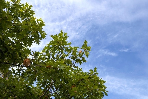 clear sky, blue sky, trees, clouds, leaves