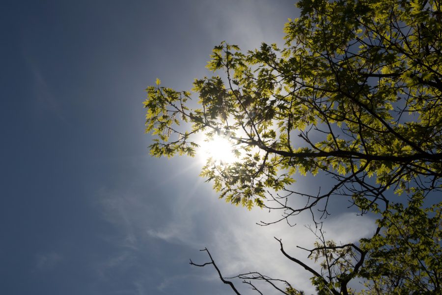 under tree, nature, trees, leaves, sun, sky, clouds