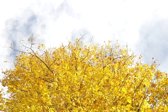 obloha, žluté listy, stromy, mraky