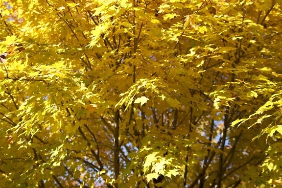 sárga levelek, fák, őszi, levelek, lombozat, őszi