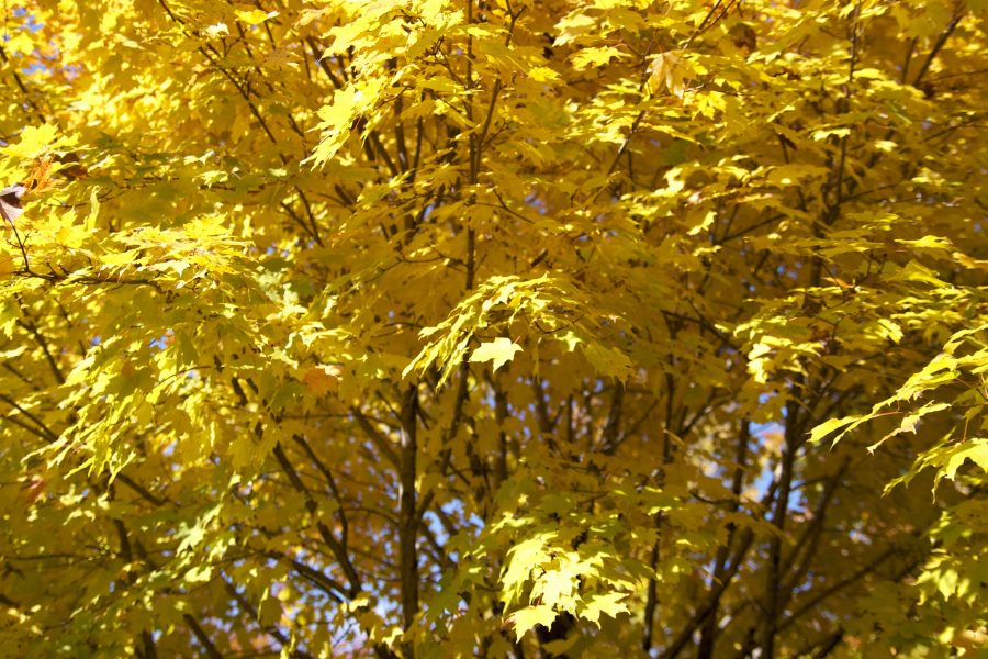 黄色の葉、木、葉、秋、紅葉、秋