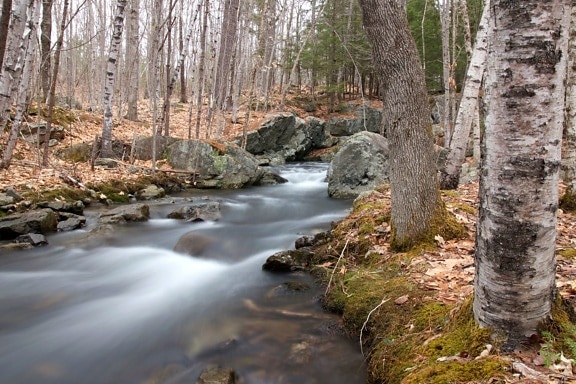Creek, lentetijd, bomen, bladeren, water