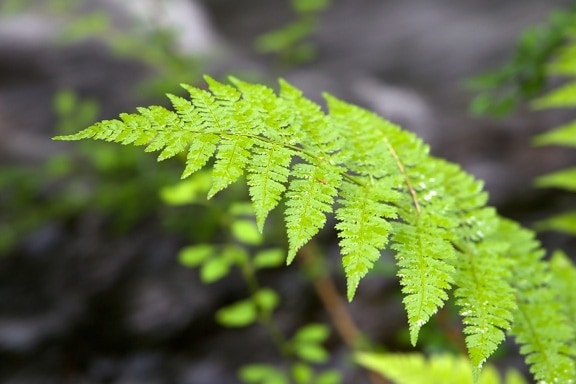 fern leaves, flora, green leaves, close up, water