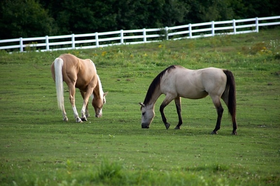 cavalli lipizzani pascolano, gli animali, l'erba verde, cavallo