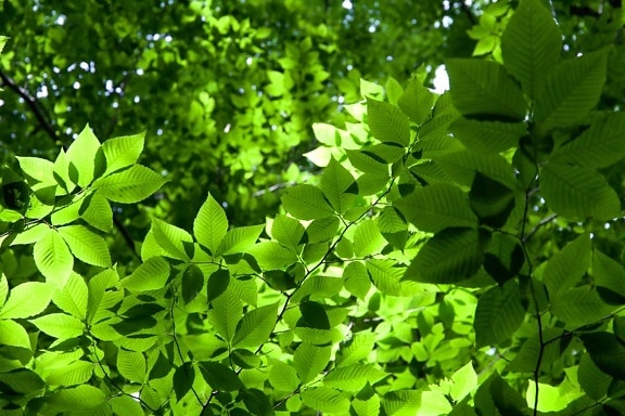 Blätter Textur, grün, grünlich Blätter, Wald, Bäume, Blätter