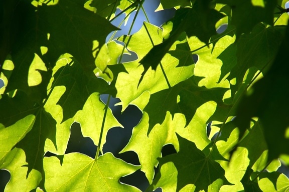 gröna blad, textur, löv, natur, blad, solljus
